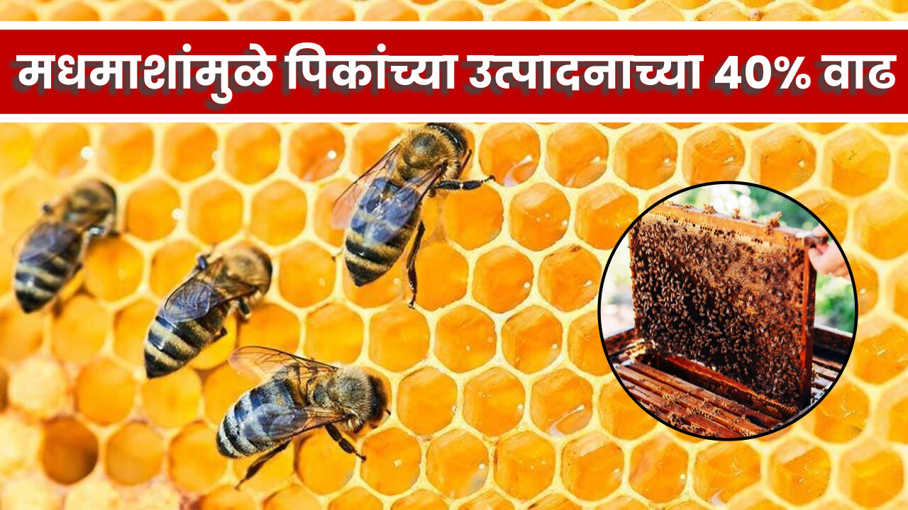 मधमाशांमुळे पिकांच्या उत्पादनात वाढ Honey Bee helps Farming 2024